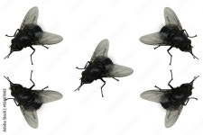 Fly Stock Photo | Adobe Stock Fly Stock Photo