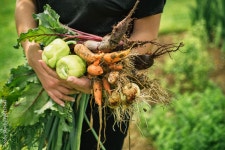 Fresh vegetables Stock Photo | Adobe Stock Fresh vegetables Stock Photo