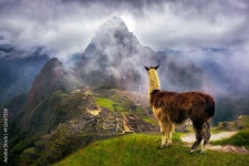 Llama near ruins of Machu Picchu, Peru Stock Photo | Adobe Stock Llama near ruins of Machu Picchu, Peru Stock Photo