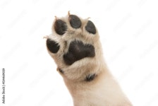 Dog Foot Stock Photos, Images and Backgrounds for Free Download
