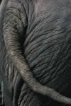 Thai Elephant 스톡 사진 | Adobe Stock Thai Elephant 스톡 사진