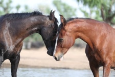 marwari mares Stock Photo | Adobe Stock marwari mares Stock Photo