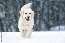 Dog Snow Stock Photos, Images and Backgrounds for Free Download