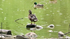 Duck and Green Lake 7691976 Stock Video at Vecteezy Download Duck and Green Lake for free