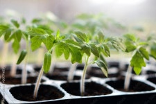 Page 18 | Seedling Stock Photos, Images and Backgrounds for Free Download