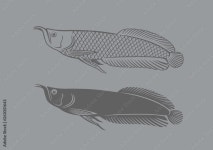 a arowana fish 31738852 PNG Download a arowana fish for free