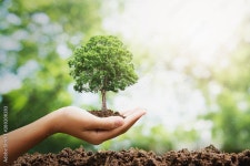 Page 11 | Tree Eps Stock Photos, Images and Backgrounds for Free Download