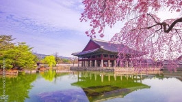Page 13 | South Korea Stock Video Footage for Free Download