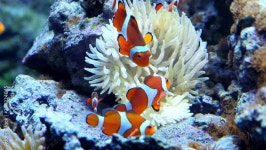 Fish Stock Video Footage for Free Download