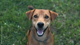 Happy Dog Stock Video Footage for Free Download