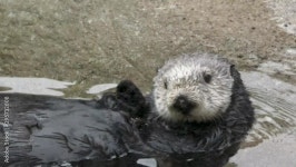 Otter family at the zoo 55811991 Stock Video at Vecteezy Download Otter family at the zoo for free