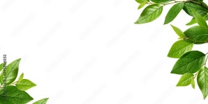 Corners with green leaves Stock Photo | Adobe Stock Corners with green leaves Stock Photo