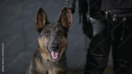 German Shepherd Dog Stock Video Footage for Free Download