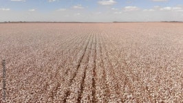 Cotton Field Stock Video Footage for Free Download