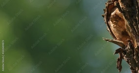 Grey crow fight fly in evening light on meadow. Hooded hoodie crow, Corvus cornix, bird behaviour in the nature. Wildlife... 