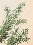Tea Tree PNGs for Free Download