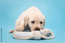 Puppy Stock Photo | Adobe Stock Puppy Stock Photo