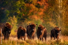 Bison herd in the autumn forest, sunny scene with big brown animal in the nature habitat, yellow leaves on the trees, Bialowieza... 