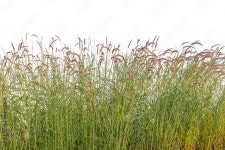 Page 10 | Reed Stock Photos, Images and Backgrounds for Free Download