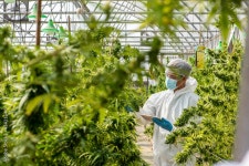 Medical Cannabis Stock Photos, Images and Backgrounds for Free Download