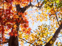 紅葉　イメージ Stock 사진 | Adobe Stock 紅葉　イメージ Stock 사진