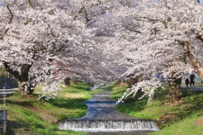 観音寺川の桜（福島県・猪苗代町） Stock 사진 | Adobe Stock 観音寺川の桜（福島県・猪苗代町） Stock 사진