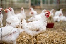 Hen on farm 15716728 Stock Photo at Vecteezy Download Hen  on farm for free