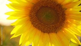 Page 8 | Sunflower Stock Video Footage for Free Download