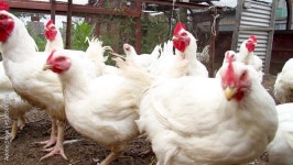 Funny Chicken Stock Video Footage for Free Download
