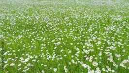 Page 13 | Flower Stock Video Footage for Free Download