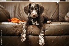 muddy puppy dog lying in mess on lounge, made with generative ai Stock Illustration | Adobe Stock muddy puppy dog lying in mess... 