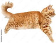 Cat jumping illustration PNG element cut out transparent... Stock Photo | Adobe Stock Cat jumping illustration PNG element cut... 