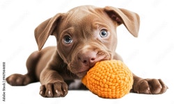 Cute brown puppy playing with a bright orange toy at home... Cute brown puppy playing with a bright orange toy at home isolated... 