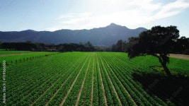 Page 3 | Carrot Farming Stock Video Footage for Free Download