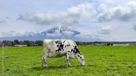 Page 4 | Ox Stock Video Footage for Free Download