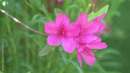 pretty spring flowers Stock 비디오 | Adobe Stock pretty spring flowers Stock 비디오