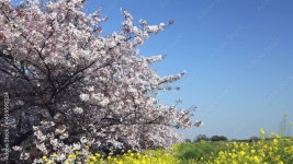 春爛漫　桜並木と菜の花 Stock 비디오 | Adobe Stock 春爛漫　桜並木と菜の花 Stock 비디오