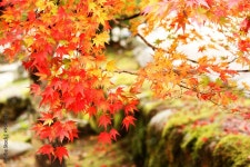 紅葉・もみじ3 스톡 사진 | Adobe Stock