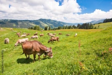 Kuhweide Stock Photo | Adobe Stock Kuhweide Stock Photo