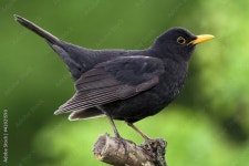 Blackbird Stock Photo | Adobe Stock Blackbird Stock Photo