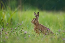 Hare Stock Photo | Adobe Stock Hare Stock Photo