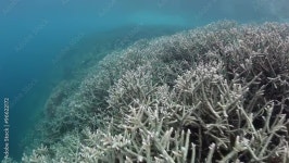 Bleaching Stock Video Footage for Free Download