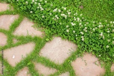 Clover on concrete 2022036 Stock Photo at Vecteezy Download Clover on concrete for free