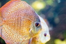 Picture of beautiful exotic fish swimming underwater Stock Photo | Adobe Stock Picture of beautiful exotic fish swimming... 