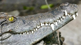 Crocodiles large aquatic reptiles that live throughout the tropics and ferocious eye in Farm Thailand Stock 비디오 | Adobe Stock... 