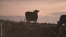 Page 16 | Animal Farm Stock Video Footage for Free Download