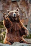 Bear Claw Stock Photos, Images and Backgrounds for Free Download