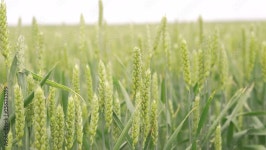 Page 15 | Wheat Stock Video Footage for Free Download