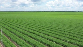 Page 6 | Carrot Stock Video Footage for Free Download