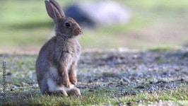 Rabbit Stock Video Footage for Free Download